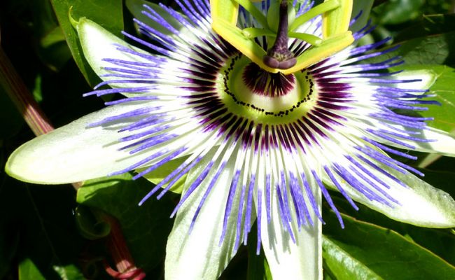 My Garden [Jul 2016]