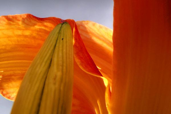 My Garden [Jun 29th 2011]